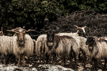 A herd of mountain goats against the background of fallen dry branches and thickets. They have a huge bell hanging around their necks . Goats have huge horizontal horns. Some goats are looking at the 