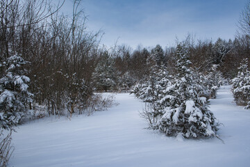 Pine tree forest with open ground after a snowstorm with untouched snow