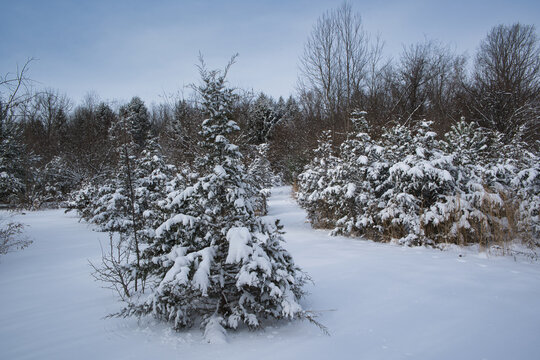 Small pine tree covered in snow with other trees in the background