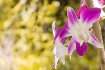 Purple orchid flower phalaenopsis in garden