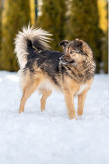 A fluffy brown mongrel stands on the snowy ground and looks back