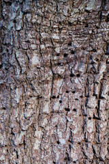 Tree trunk with woodpecker holes. Portrait format of tree bark with clear holes made by woodpeckers