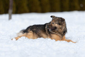  Fluffy mongrel lies on the snow and rests