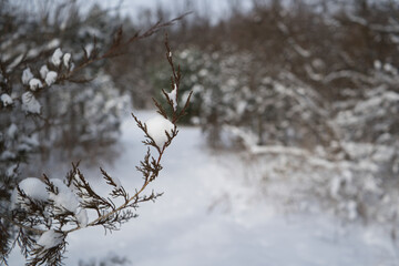 snow covered tree branch with snowfall background and copy space