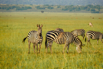 Obraz na płótnie Canvas Zebras in Kilala plain in Akagera National Park, Rwanda