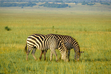 Fototapeta na wymiar Zebras grazing in Kilala plain in Akagera National Park, Rwanda
