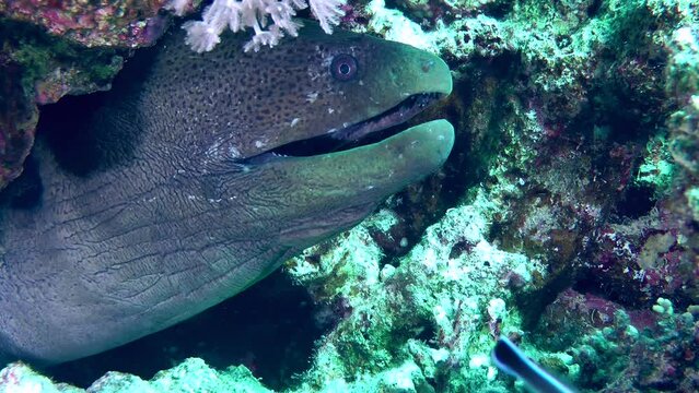 A large Giant moray (Gymnothorax javanicus) sticks its head out of its hole and opens its mouth to the beat of breathing, close-up.