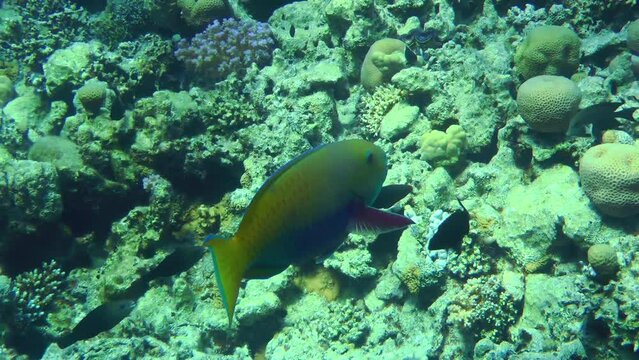 The female Purple-brown parrotfish (Scarus fuscopurpureus) is bright yellow. The fish swims on the background of the coral reef.