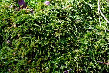 Green shaggy moss