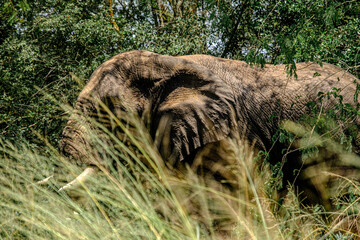 Naklejka premium Elephant grazing in the bushes in Akagera National Park, Rwanda