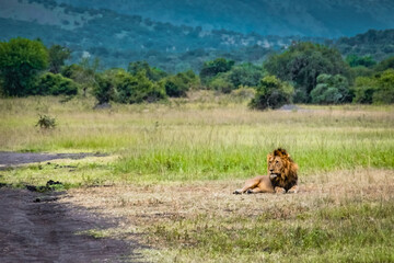 Lion resting in Mohana plain in Akagera National Park, Rwanda