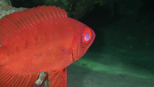 Close-up eye of Moontail bullseye (Priacanthus hamrur) against a dark background of a coral cave, detail, portrait.