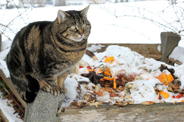 Eine Katze sitzt im Winter hungrig auf einem Komposthaufen - obrazy, fototapety, plakaty