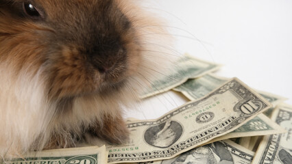 Fototapeta premium Fluffy rabbit sits on dollars
