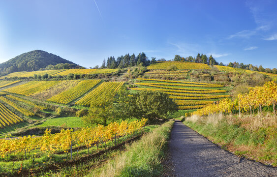 herbstliche Weinberge S&uuml;dpfalz "Kastanienbusch", Birkweiler, Germany