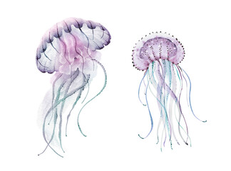 Jellyfish marine animal organisms set, hand painted watercolor. © Lana