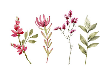 set of watercolor illustrations of flowers and plants on a white background. hand painted for design and invitations.