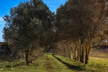 Olive trees in a row. Plantation and blue sky. Italy