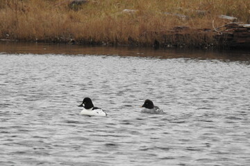 A pair of common goldeneye ducks, male and female, swimming in the wetland waters of Whidbey Island, Pacific Northwest, Washington State. 