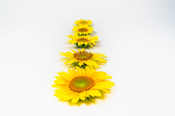 Yellow flowers on a white table.