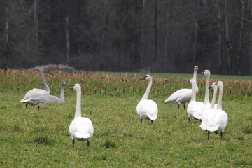 Beautiful trumpeter swans frolicking in a meadow, in the Pacific Northwest, Whidbey Island, Washington State.