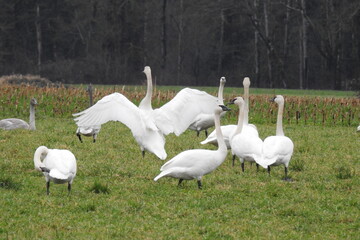 Beautiful trumpeter swans frolicking in a meadow, in the Pacific Northwest, Whidbey Island, Washington State.