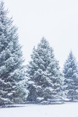 Snowy Winter Evergreens