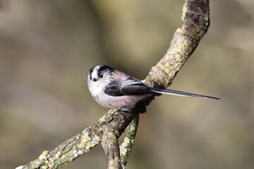 Longtail Tit perched on a tree