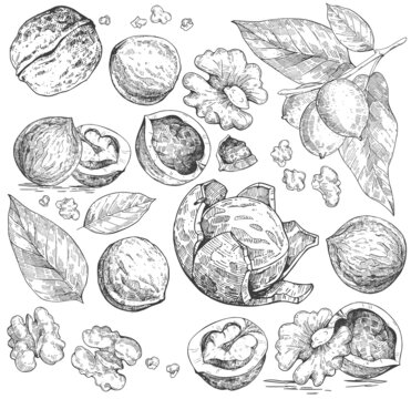 Vector collection of hand-drawn walnuts in different angles. Sketches in the style of engraving. Vintage illustrations and objects on a white background. Leaves and nuts in the shell