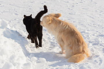 Red dog and black cat are friends.