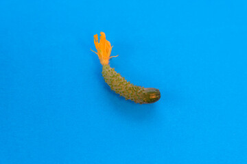 Green cucumber on a blue background.