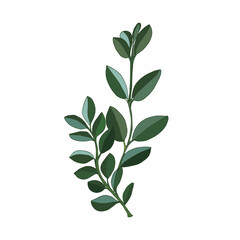 Leaves and branches greenery elements of ficus. Modern small bush rubber plant on white background. Vector illustration.