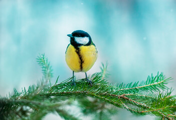bird tit sitting on the branches of a green christmas tree in winter park