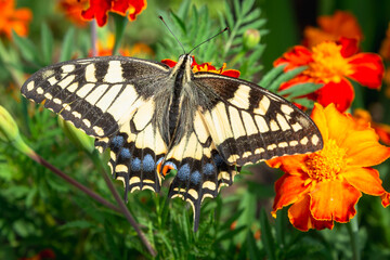 Butterfly close-up on a flower.