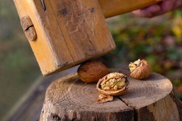 Broken walnuts on a log in the garden. Old wooden hammer in a man's hand. Fresh nuts are ready to eat. Shallow depth of field.