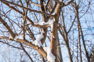 Tree branches in snowy hoarfrost in winter.