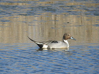 A male, northern pintail duck swimming in the waters of the Edwin B Forsythe National Wildlife Refuge, Galloway, New Jersey.