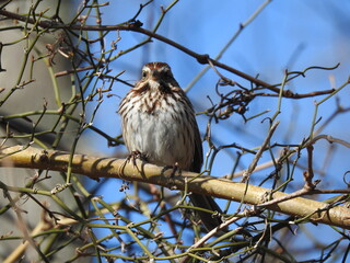 A song sparrow perched on a branch, in the Edwin B Forsythe National Wildlife Refuge, Galloway New Jersey.