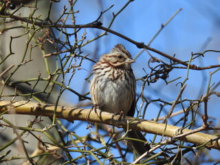 A song sparrow perched on a branch, in the Edwin B Forsythe National Wildlife Refuge, Galloway, New Jersey.