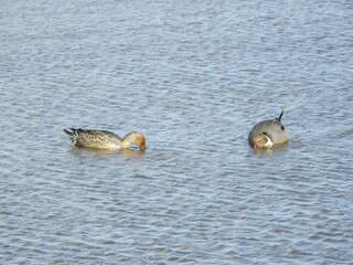 A pair of northern pintail ducks foraging for aquatic foods, in the waters of the Edwin B Forsythe National Wildlife Refuge, Galloway, New Jersey.