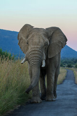 Fototapeta na wymiar Africa Elephant, Pilanesberg National Park