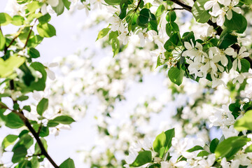 Blooming apple tree close-up.Natural and floral background.Selective focus,copy space.
