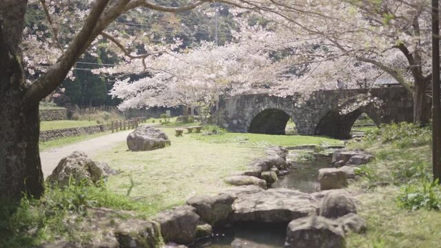 桜のイメージ動画（ナチュラル）