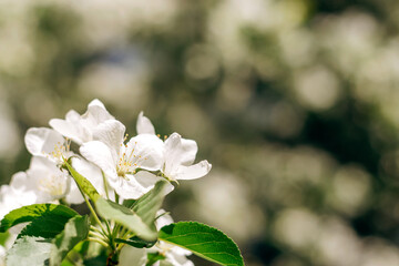 Blooming apple tree close-up.Natural and floral background.Selective focus,copy space.