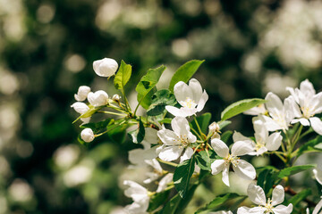 Blooming apple tree close-up.Natural and floral background.Selective focus.