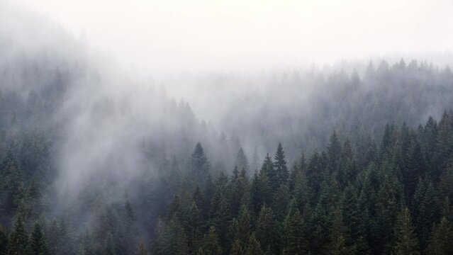 The fog spills over the spruce forest, cold rainy weather.