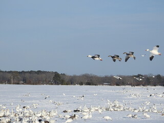 Snow geese enjoying a beautiful winter's day in Georgetown, Delaware, along U.S. Route 113.