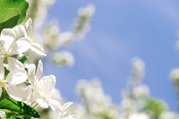 Blooming apple tree on the background of blue sky close-up.Natural and floral background..Selective focus,copy space.