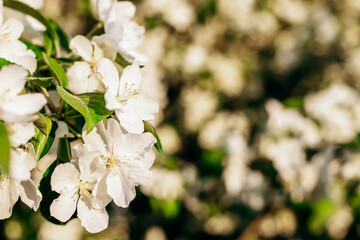 Blooming apple tree close-up.Natural and floral background.Selective focus,copy space.