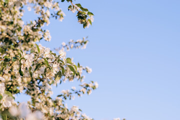 Blooming apple tree on the background of blue sky close-up.Natural and floral background..Selective focus,copy space.